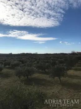 POĽNOHOSPODÁRSKA PÔDA S OSVEDČENOU ČINNOSŤOU V OLIVOVNÍCTVE, LEPURI – BENKOVAC nehnuteľnosť na predaj